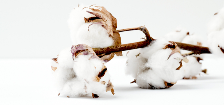 truth-about-cotton-header.png