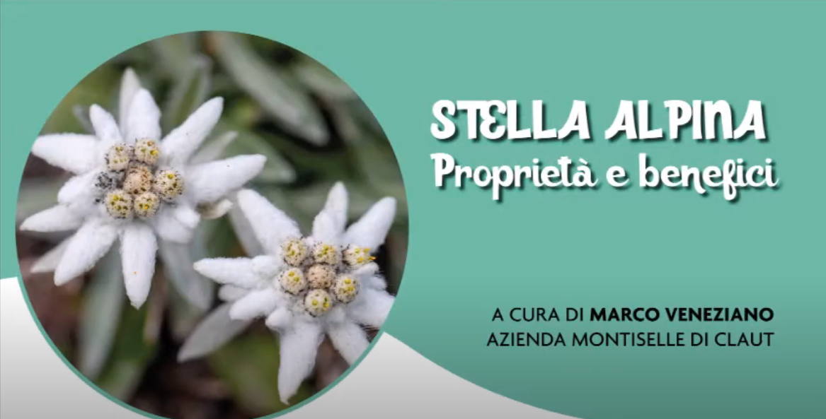 STELLA ALPINA
