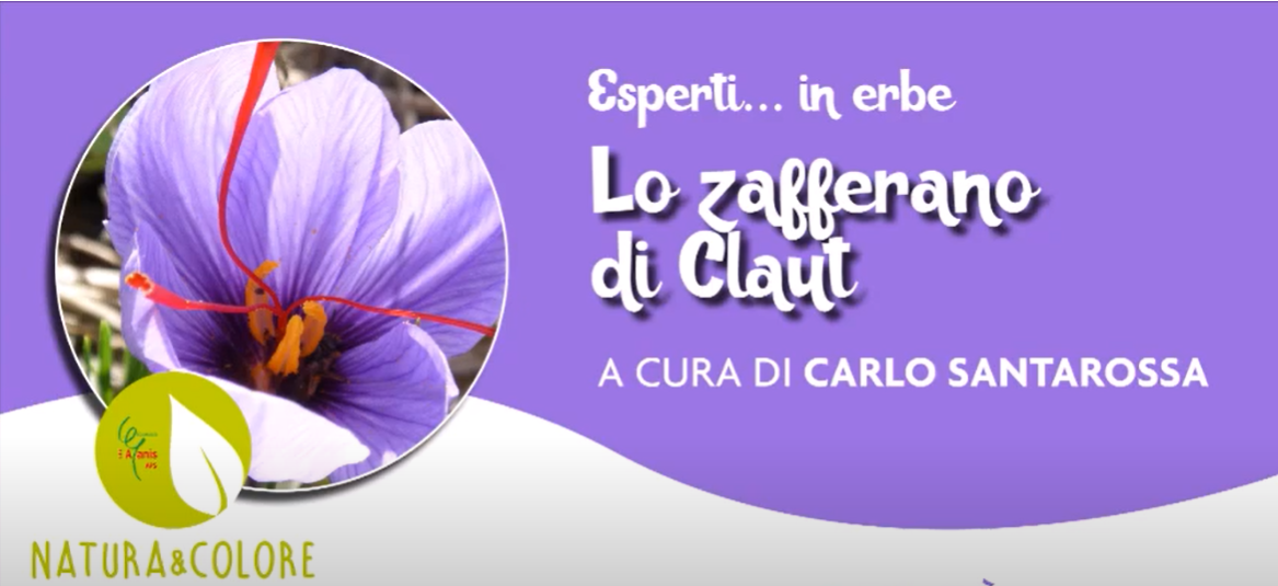 ZAFFERANO DI CLAUT