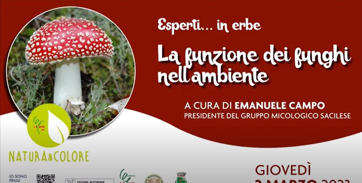FUNZIONE DEI FUNGHI