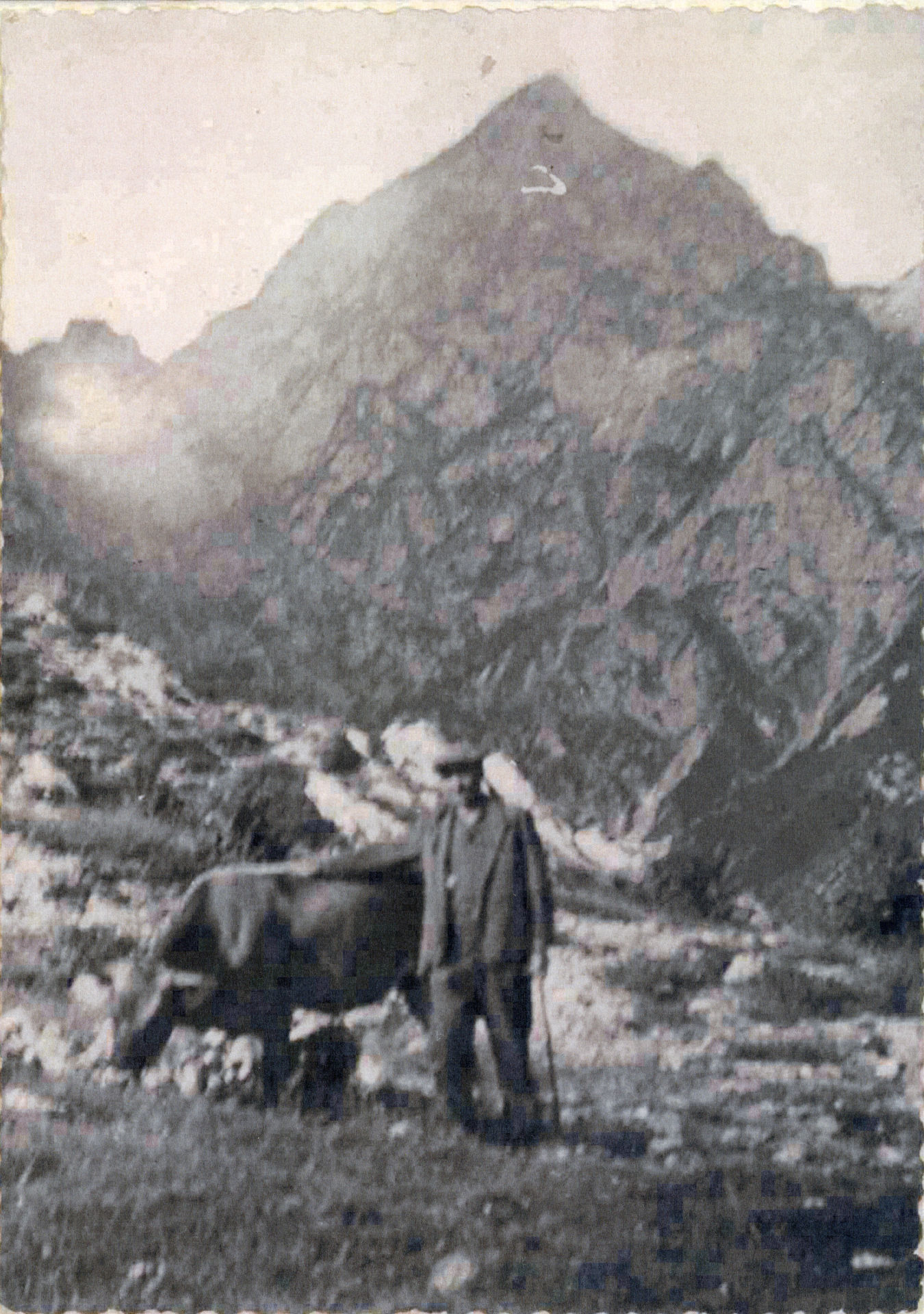 Pascolo in alta quota