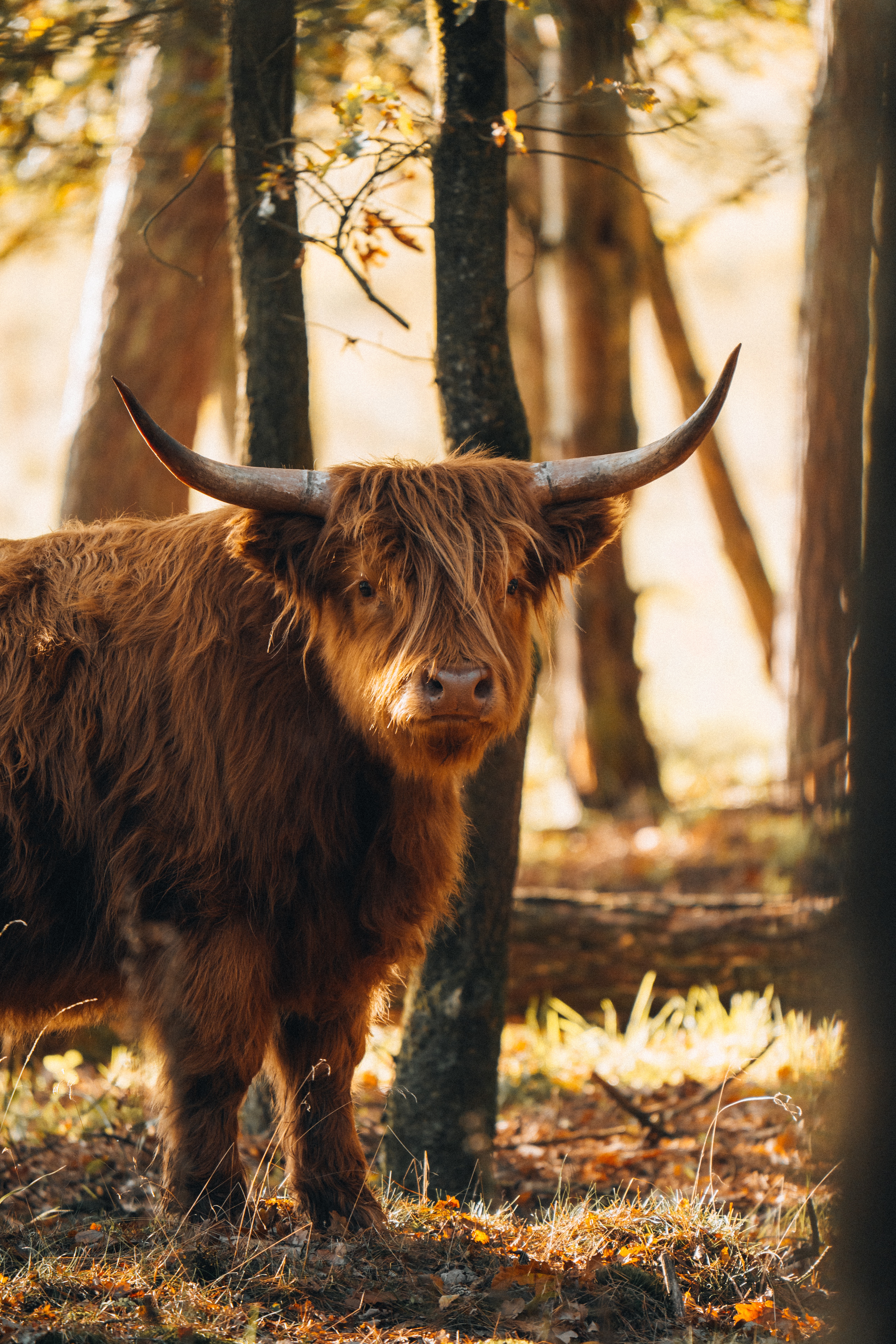 MUCCA ROSSA