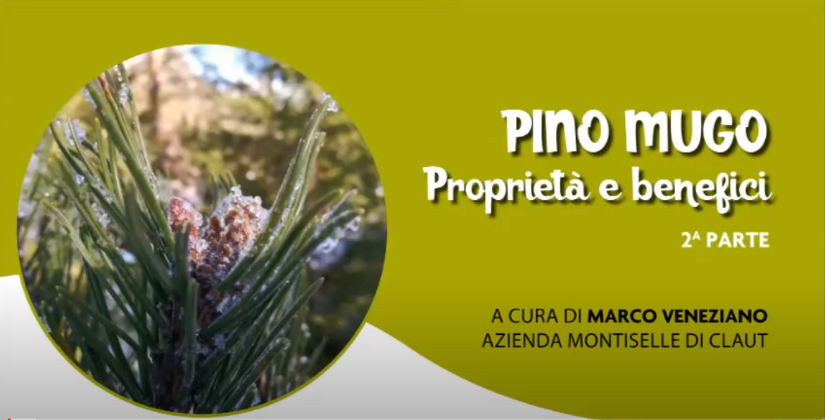 PINO MUGO