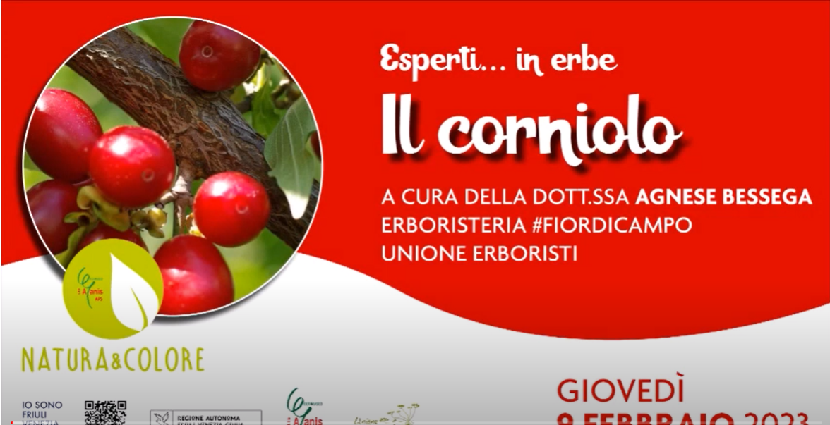 CORNIOLO