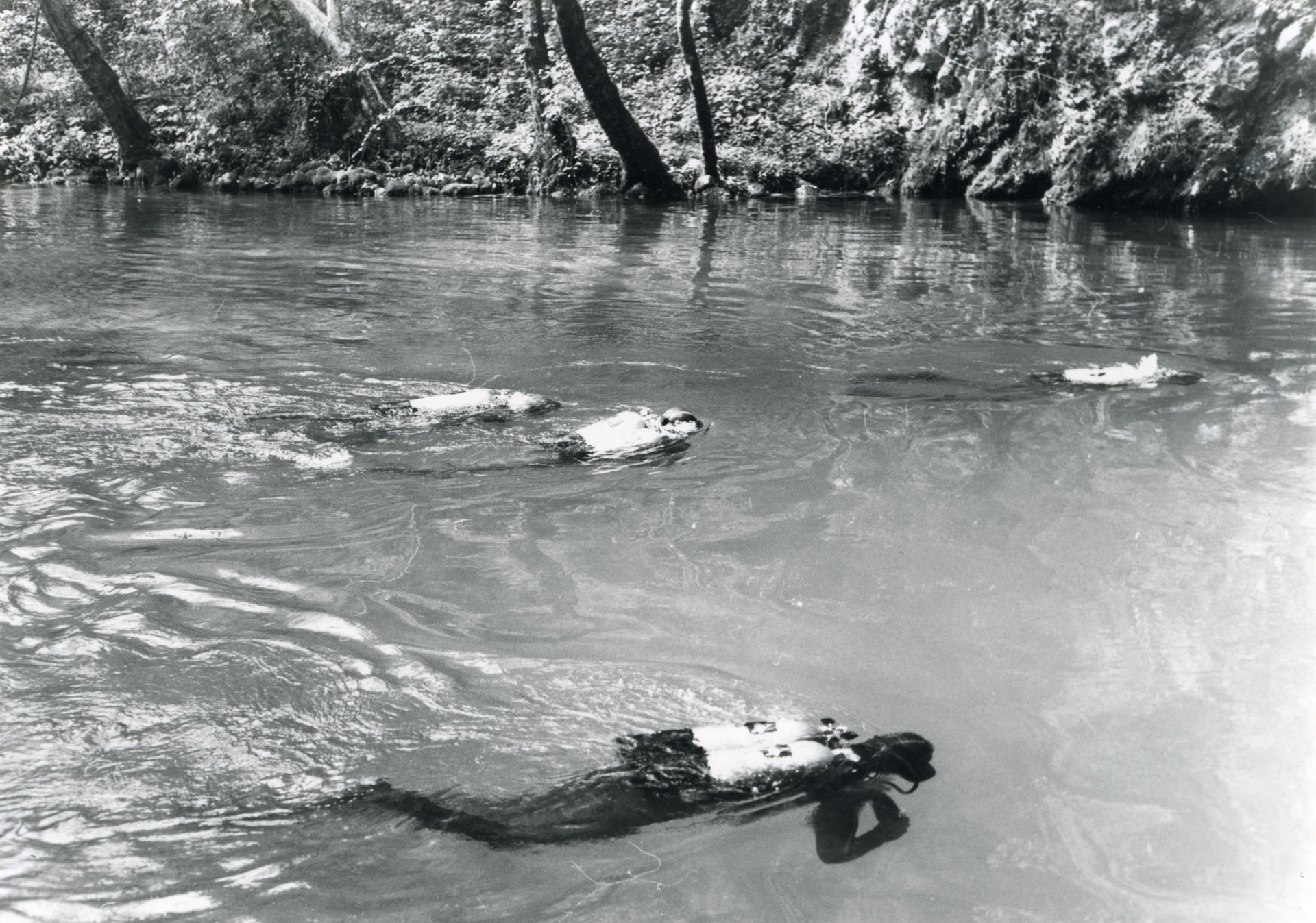 IMMERSIONE NEL GORGAZZO