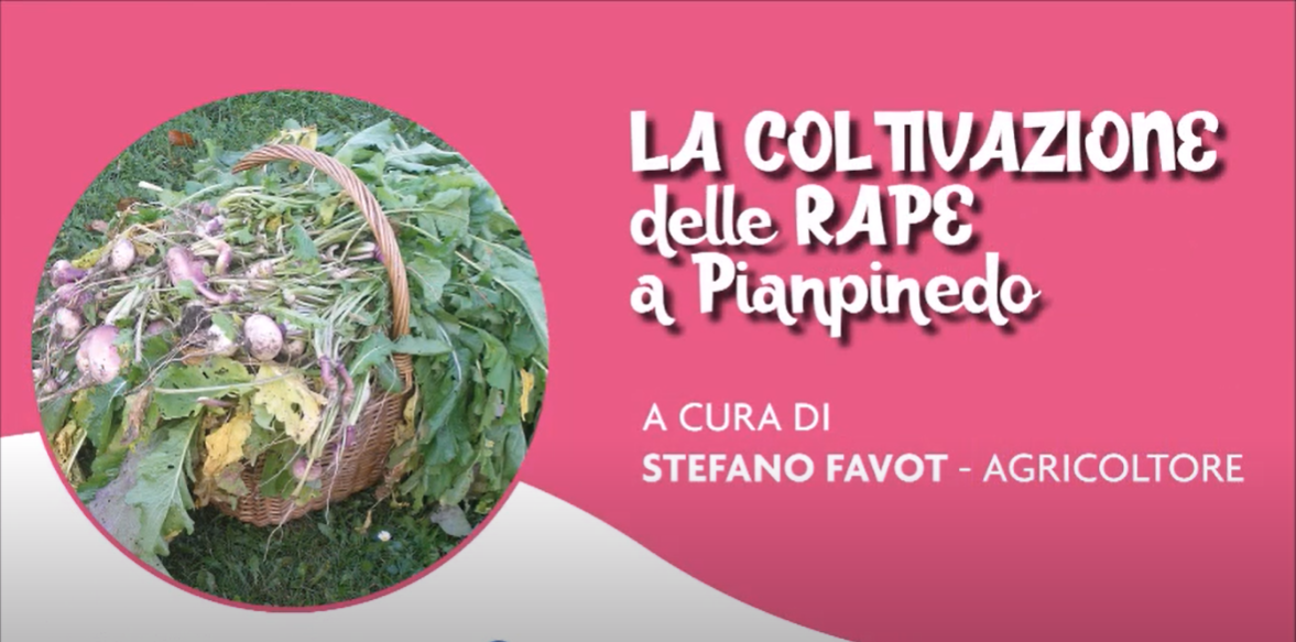 RAPE A PIANPINEDO
