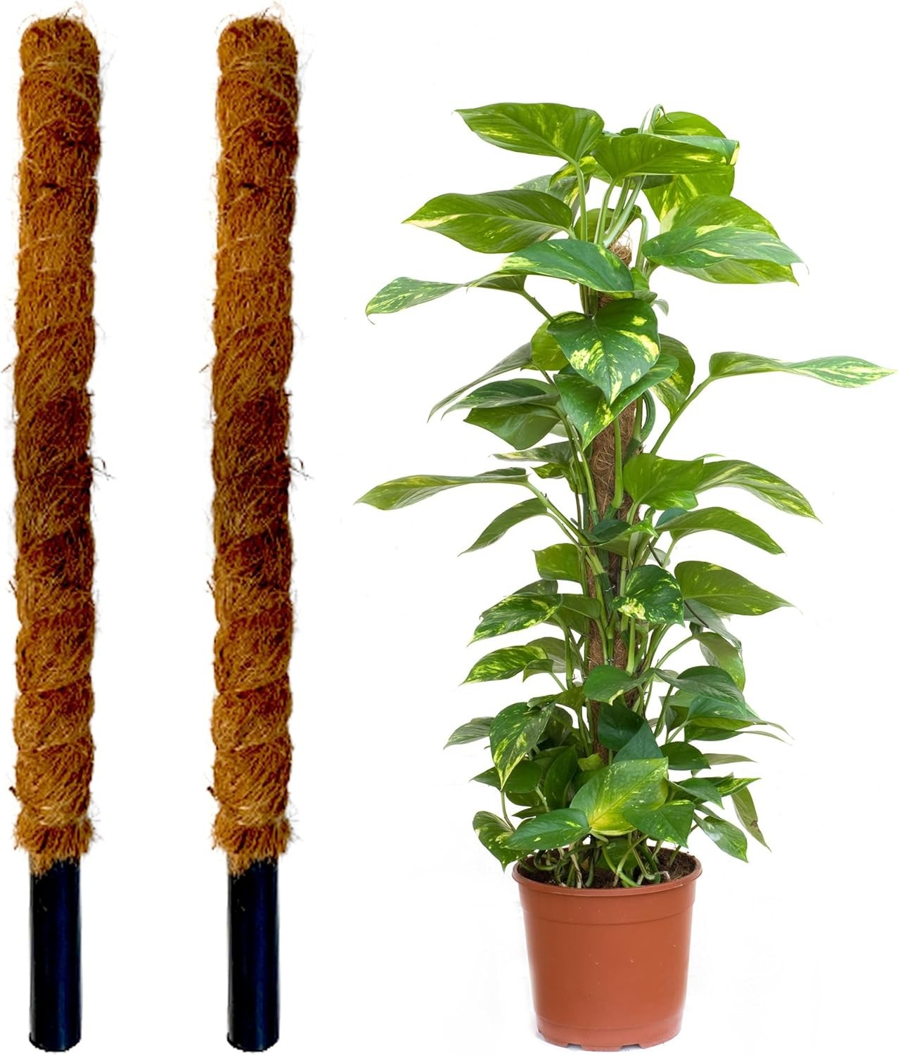 TUTOR FIBRA DE COCO (MARRON, 60 CM)