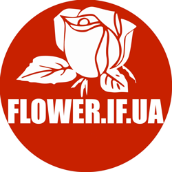 FLOWER.IF.UA - фото FLOWER.IF.UA - фото