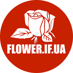 FLOWER.IF.UA - фото 