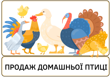Продаж домашньої птиці - фото 