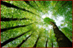 trees