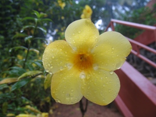 Bounteous Nature