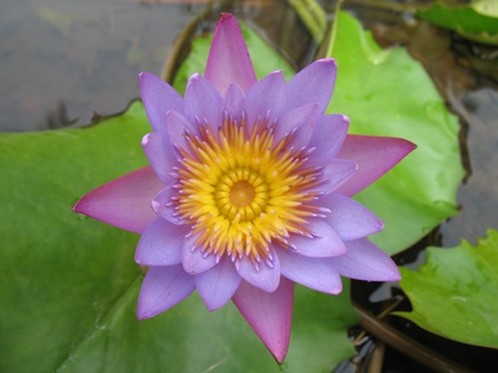 ashram 036 web
