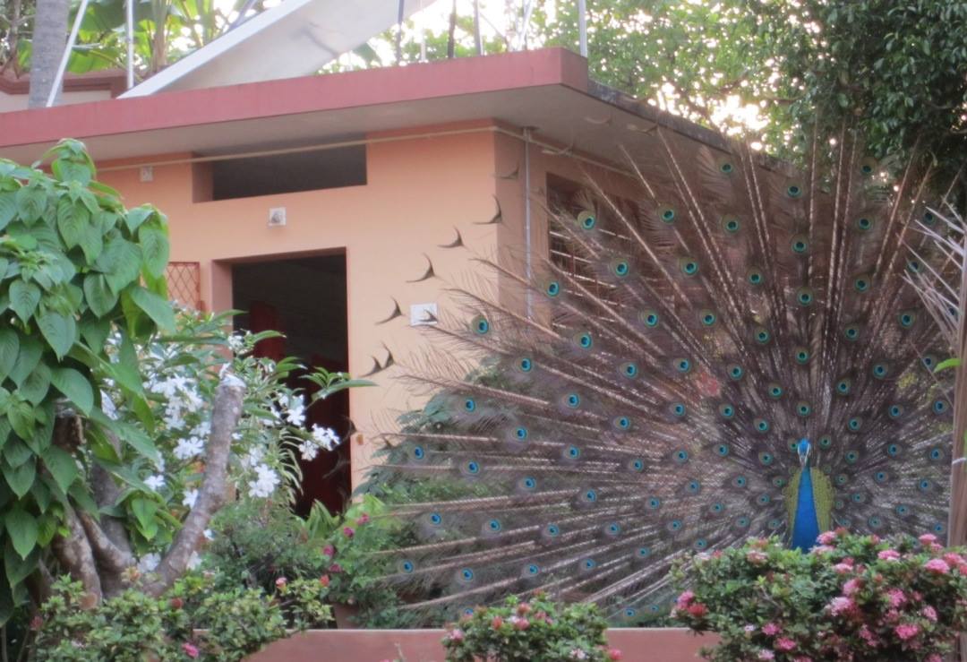 Peacock_Ashram