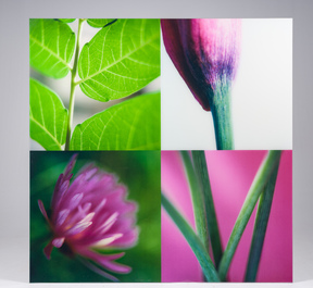 Muriel Emsens (20&egrave;me/21&egrave;me si&egrave;cle): 'Botanica N&deg;2', tirage Lambda sur papier, &eacute;d. 1/5, dat&eacute; 2005