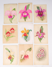 Illegibly signed: 30 studies of orchids, watercolour on paper, dated between 1907 and 1920