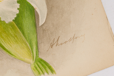 Illegibly signed: 30 studies of orchids, watercolour on paper, dated between 1907 and 1920