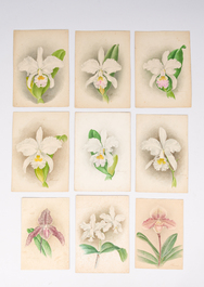 Illegibly signed: 30 studies of orchids, watercolour on paper, dated between 1907 and 1920