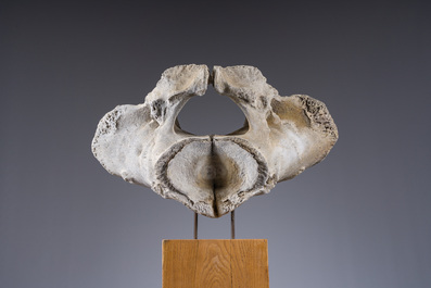 A large whale vertebra mounted on a wooden base, s.d.
