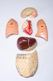 Een Duits handgeschilderd plaasteren anatomisch model, Phywe, tweede derde 20ste eeuw