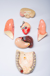 Een Duits handgeschilderd plaasteren anatomisch model, Phywe, tweede derde 20ste eeuw
