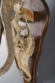 An impressive hunting trophy of a European red deer (10 ends), 20th C.