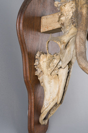 An impressive hunting trophy of a European red deer (10 ends), 20th C.