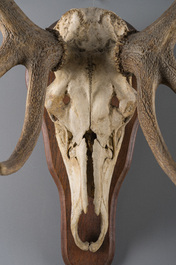 An impressive hunting trophy of a European red deer (10 ends), 20th C.
