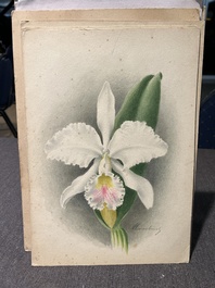 Illegibly signed: 30 studies of orchids, watercolour on paper, dated between 1907 and 1920
