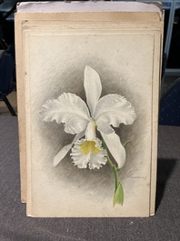 Illegibly signed: 30 studies of orchids, watercolour on paper, dated between 1907 and 1920