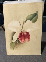 Illegibly signed: 30 studies of orchids, watercolour on paper, dated between 1907 and 1920