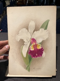 Illegibly signed: 30 studies of orchids, watercolour on paper, dated between 1907 and 1920