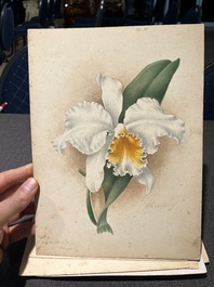 Illegibly signed: 30 studies of orchids, watercolour on paper, dated between 1907 and 1920