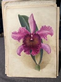 Illegibly signed: 30 studies of orchids, watercolour on paper, dated between 1907 and 1920