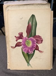 Illegibly signed: 30 studies of orchids, watercolour on paper, dated between 1907 and 1920