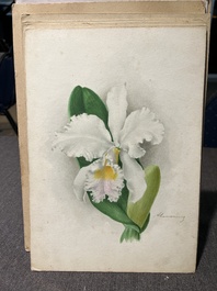 Illegibly signed: 30 studies of orchids, watercolour on paper, dated between 1907 and 1920