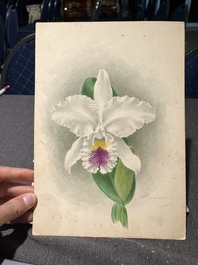 Illegibly signed: 30 studies of orchids, watercolour on paper, dated between 1907 and 1920