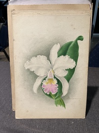 Illegibly signed: 30 studies of orchids, watercolour on paper, dated between 1907 and 1920