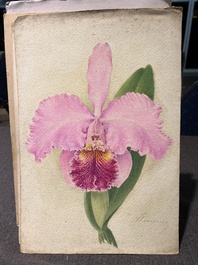 Illegibly signed: 30 studies of orchids, watercolour on paper, dated between 1907 and 1920