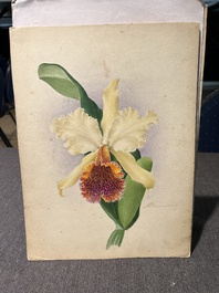 Illegibly signed: 30 studies of orchids, watercolour on paper, dated between 1907 and 1920