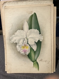 Illegibly signed: 30 studies of orchids, watercolour on paper, dated between 1907 and 1920