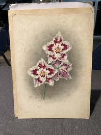 Illegibly signed: 30 studies of orchids, watercolour on paper, dated between 1907 and 1920