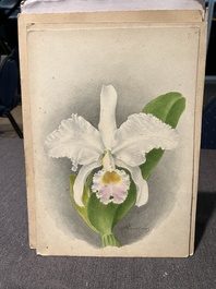 Illegibly signed: 30 studies of orchids, watercolour on paper, dated between 1907 and 1920