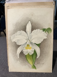 Illegibly signed: 30 studies of orchids, watercolour on paper, dated between 1907 and 1920