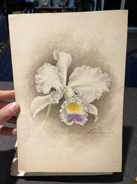 Illegibly signed: 30 studies of orchids, watercolour on paper, dated between 1907 and 1920