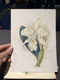 Illegibly signed: 30 studies of orchids, watercolour on paper, dated between 1907 and 1920