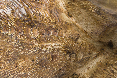 Gemonogrammeerd F.B. (voor Franz Bergmann): Een Weense polychroom koud beschilderde bronzen inktpot in de vorm kat, 19de/20ste eeuw