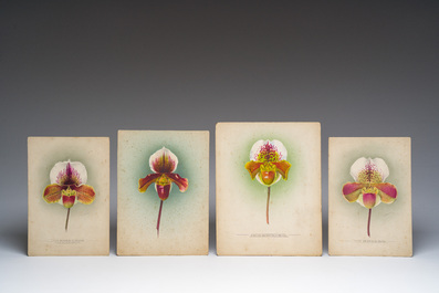 Frederick William Bolas (1871-1951) and Nelly Roberts (1872&ndash;1959): seven studies of orchids, mixed technique on paper