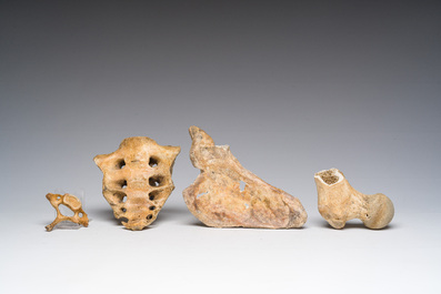 Un cr&acirc;ne d'&eacute;tude ancien et plusieurs fragments d'os