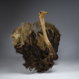 Grand buste taxidermique d'autruche, 20&egrave;me si&egrave;cle
